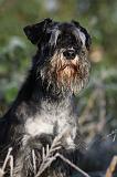 SCHNAUZER NAIN 012